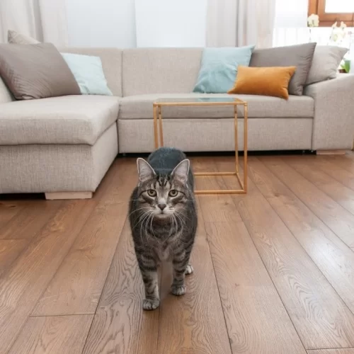 Podłoga drewniana, a zwierzęta domowe