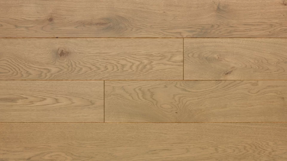 Polskie Dęby - Dąb Jaspis