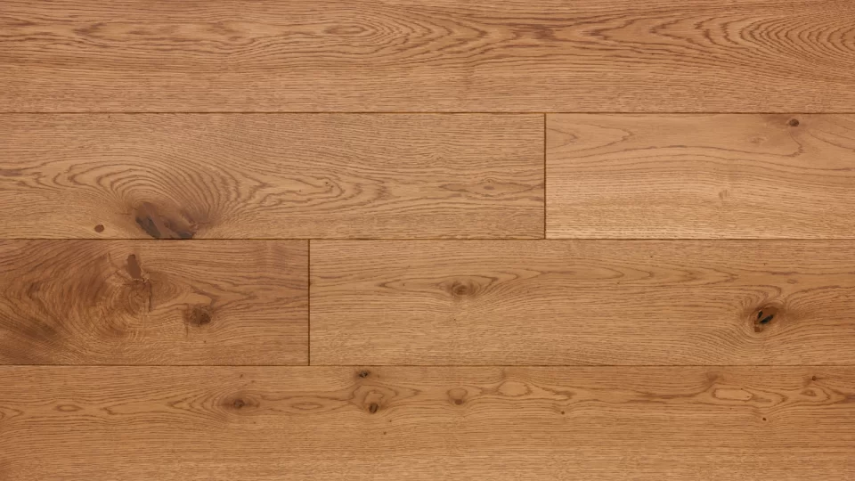 Polskie Dęby - Dąb Rubin