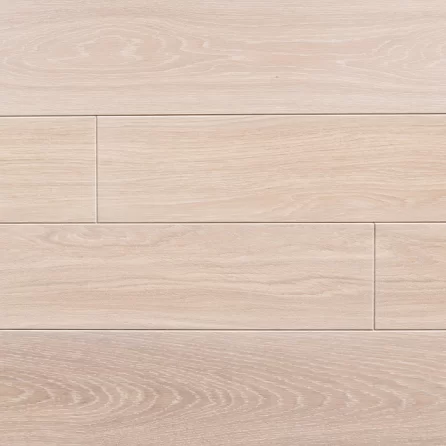 Polish Oaks - Quercus Robur