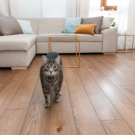 Polskie Dęby Dąb Bursztynowy