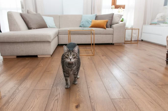 Polish Amber Oak Trees