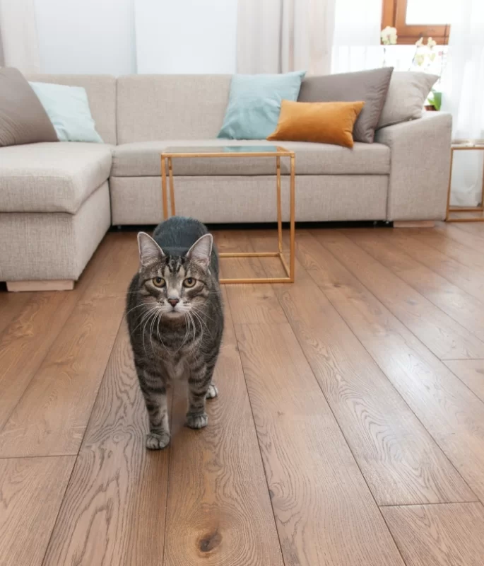 Polskie Dęby Dąb Bursztynowy