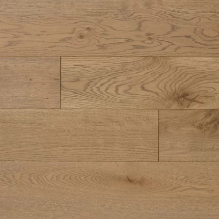 Polish Oaks - Piast Oak